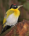 _MG_9941 black-headed woodpecker.jpg