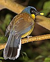 _MG_9961 blue-throated laughing thrush.jpg