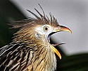 _MG_9988 guira cuckoo.jpg