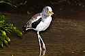 _MG_0005 white-headed wattled lapwing.jpg