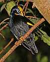 _MG_0060 Gold-crested Mynah.jpg