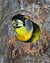 _MG_0084 fire-tufted barbet.jpg