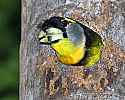 _MG_0090 fire-tufted barbet.jpg