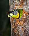 _MG_0103 fire-tufted barbet.jpg