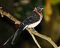 _MG_0122 Paradise Whydah.jpg