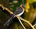 _MG_0124 Paradise Whydah.jpg