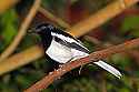 _MG_0132 oriental magpie robin, dhyal thrush.jpg