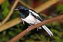 _MG_0133 oriental magpie robin, dhyal thrush.jpg