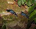 _MG_0140 green woodhoopoes.jpg