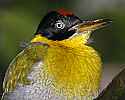 _MG_0160 black-headed woodpecker.jpg
