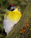 _MG_0180 black-headed woodpecker.jpg