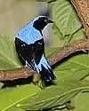 _MG_0186 fairy bluebird.jpg