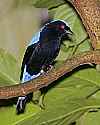 _MG_0188 fairy bluebird.jpg