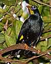 _MG_0193 golden-crested mynah.jpg