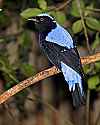 _MG_0196 fairy bluebird.jpg