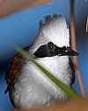 _MG_0207 white-crested laughing thrush.jpg