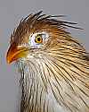 _MG_0223 guira cuckoo.jpg