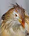 _MG_0225 guira cuckoo.jpg