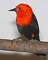 _MG_0243 scarlet-headed blackbird.jpg