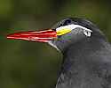 _MG_0271 inca tern.jpg