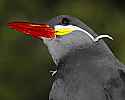 _MG_0274 inca tern.jpg