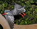 _MG_0283 inca tern.jpg