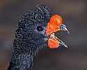 _MG_0305 wattled curassow.jpg