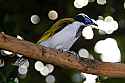 _MG_0348 blue-faced honeyeater.jpg