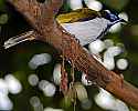 _MG_0355 blue-faced honeyeater.jpg