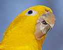 _MG_0362 golden conure.jpg