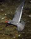 _MG_0400 flying inca tern.jpg