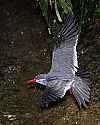 _MG_0406 flying inca tern.jpg