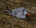 _MG_0418 inca tern bathing.jpg