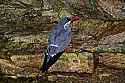 _MG_0420 inca tern.jpg