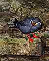 _MG_0426 inca tern.jpg