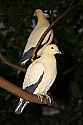 _MG_0470 Pied Imperial Pigeon (Nutmeg Imperial Pigeon).jpg