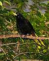 _MG_0478 crested oropendola.jpg