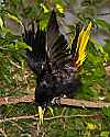 _MG_0481 crested oropendola displaying.jpg