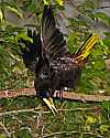 _MG_0486 crested oropendola displaying.jpg