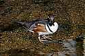 _MG_0490 mandarin drake.jpg