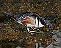 _MG_0491 mandarin drake.jpg