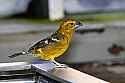 _MG_0502 Golden-bellied Grosbeak.jpg