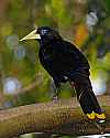 _MG_0506 crested oropendola.jpg