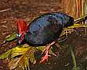 _MG_0519 crested wood partridge.jpg