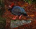 _MG_0521 crested wood partridge.jpg