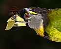 _MG_0532 fire-tufted barbet.jpg