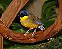 _MG_0554 yellow-throated laughing thrush.jpg