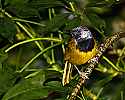 _MG_0559 oriole warbler.jpg