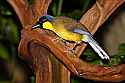 _MG_0566 yellow-throated laughing thrush.jpg