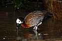 _MG_0568 white-faced whistling duck.jpg